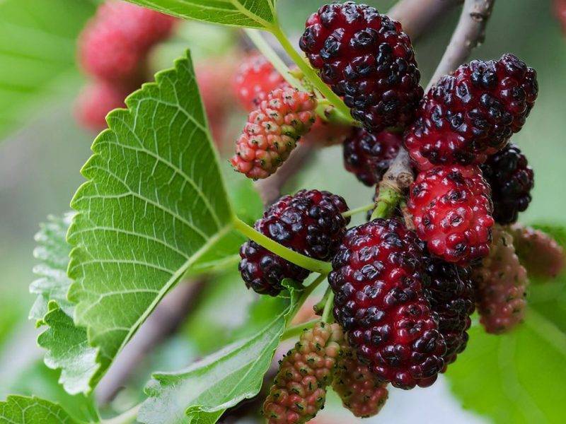 Шелковица купить саженцы из питомнике в Нижневартовске
