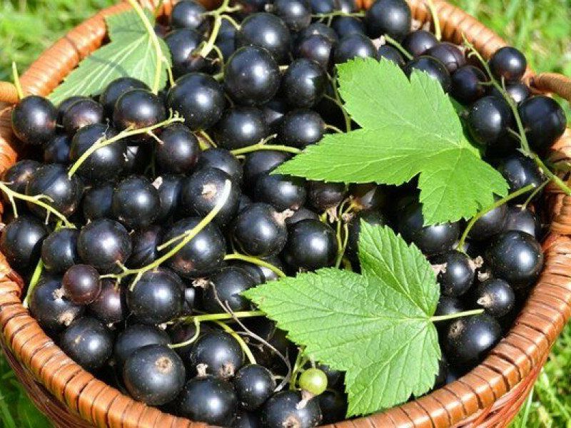 Смородина купить саженцы из питомника в Нижневартовске