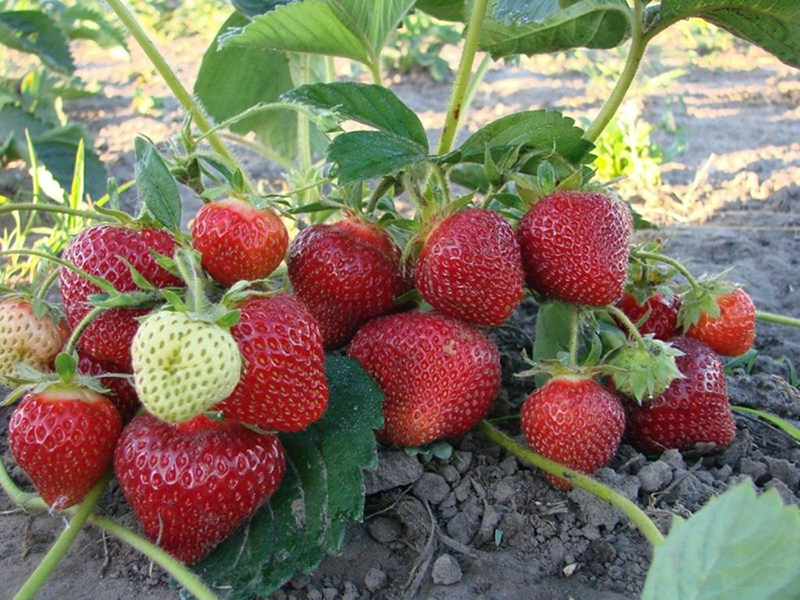 Клубника купить саженцы из питомника в Нижневартовске