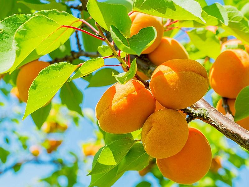 Абрикос купить саженцы из питомнике в Нижневартовске
