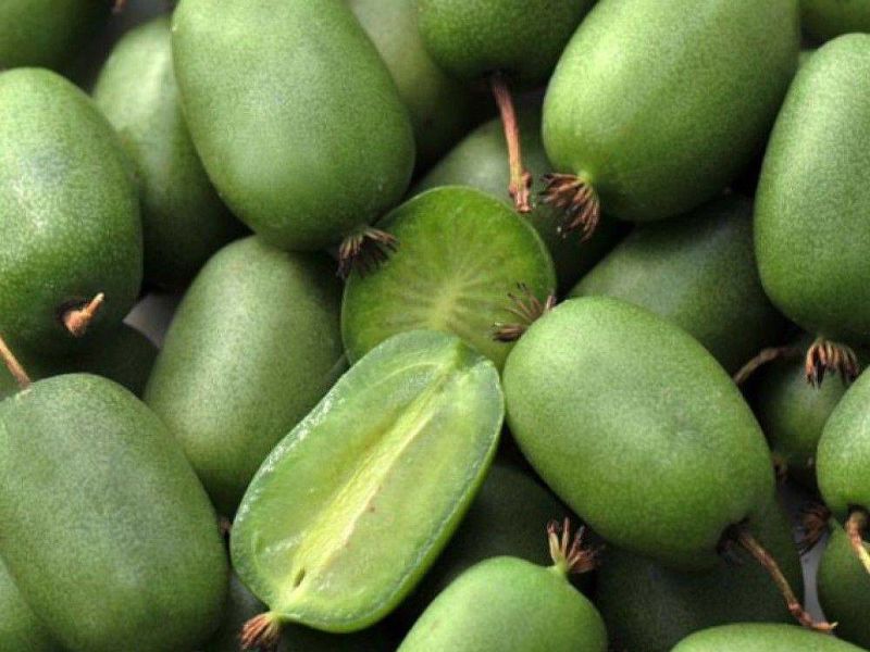 Актинидия купить саженцы из питомнике в Нижневартовске