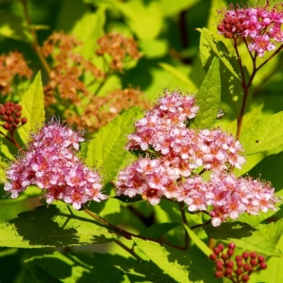 Спирея "ГОЛДМАУНД" (стакан Р9)
