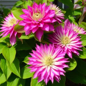 Клематис «Кайзер»