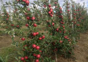 Яблоня колоновидная "МОСКОВСКОЕ ОЖЕРЕЛЬЕ"